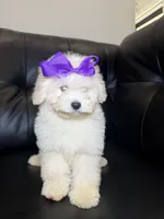Cold foam , a female Poodle - Toy  for sale in Chicago, IL – 3 of 3