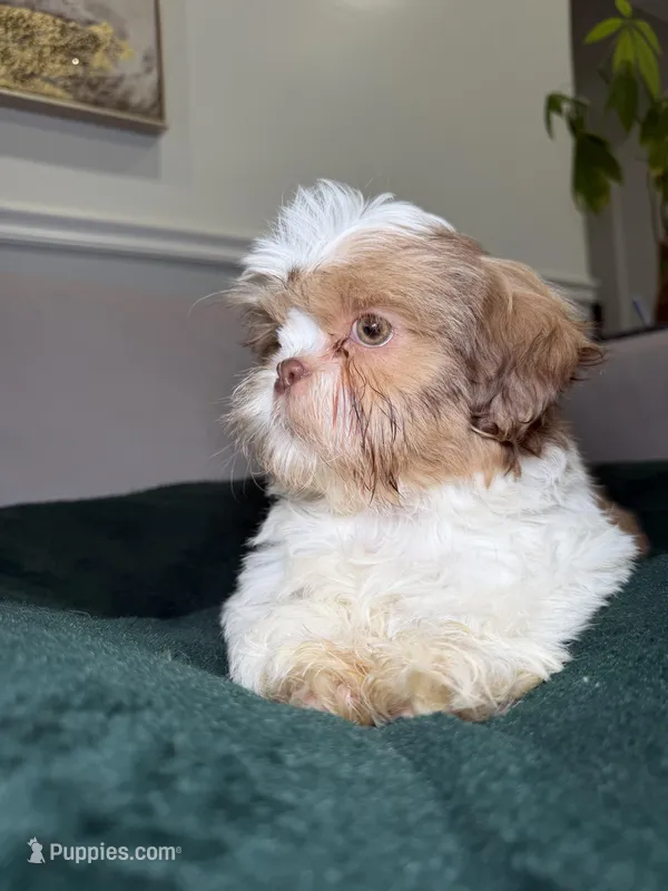 Iron  – Shih Tzu puppy for sale in Chicago, IL