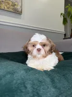 Iron , a male Shih Tzu for sale in Chicago, IL – Photo 1 of 4