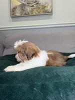 Iron , a male Shih Tzu for sale in Chicago, IL – Photo 2 of 4