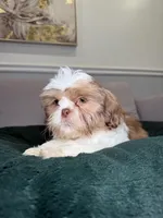 Iron , a male Shih Tzu for sale in Chicago, IL – Photo 4 of 4