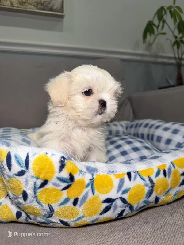 Cloudy – Shih Tzu puppy for sale in Chicago, IL