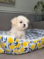 Cloudy, a female Shih Tzu for sale in Chicago, IL – 1 of 5