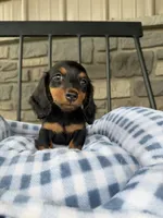 Sushi, a female Miniature Dachshund for sale in Chicago, IL – 3 of 4