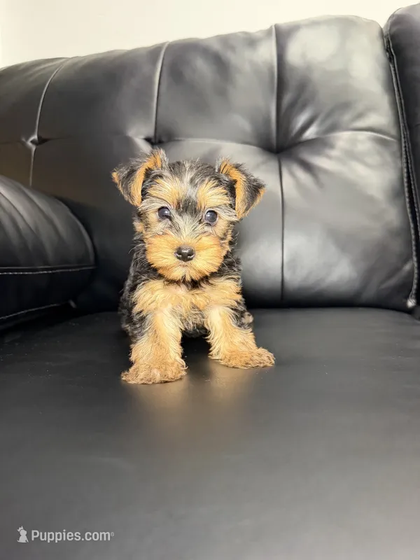 Halo – Yorkshire Terrier puppy for sale in Chicago, IL