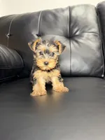 Halo, a female Yorkshire Terrier for sale in Chicago, IL – 1 of 3