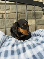 Potsticker, a male Miniature Dachshund for sale in Chicago, IL – 3 of 4