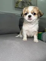 Boba, a male Pekingese and Shih Tzu for sale in Chicago, IL – 2 of 3