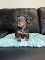 LH Venus , a female Miniature Dachshund for sale in Chicago, IL – 3 of 5