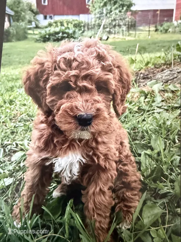 Atlas – Miniature Goldendoodle puppy for sale in Chicago, IL