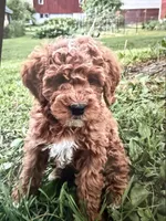 Atlas, a male Miniature Goldendoodle for sale in Chicago, IL – 1 of 1