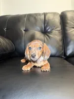 Wendy, a female Miniature Dachshund for sale in Chicago, IL – 2 of 3