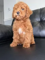 Cash, a male Miniature Goldendoodle for sale in Chicago, IL – 4 of 4