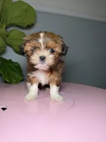 Two, a female Shih Tzu for sale in Chicago, IL – 4 of 4