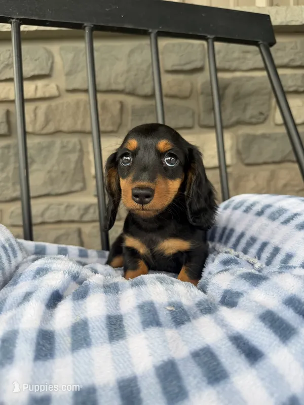 Potsticker – Miniature Dachshund puppy for sale in Chicago, IL
