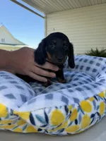 Mae, a female Miniature Dachshund for sale in Chicago, IL – 2 of 2