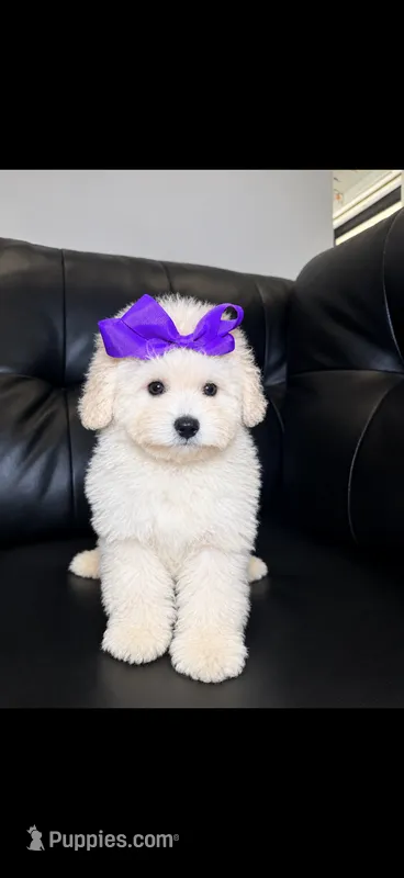 Cold foam  – Poodle - Toy  puppy for sale in Chicago, IL