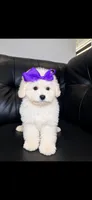 Cold foam , a female Poodle - Toy  for sale in Chicago, IL – 1 of 3