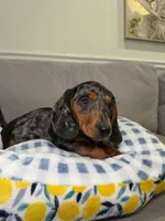Oskar, a male Miniature Dachshund for sale in Chicago, IL – 2 of 3