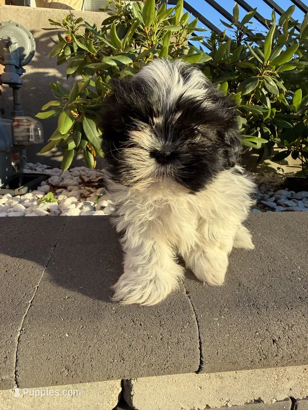 Buzz – Shih Tzu puppy for sale in Chicago, IL