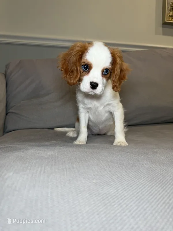 Kim , a female Cavalier King Charles Spaniel for sale in Chicago, IL – 1 of 4