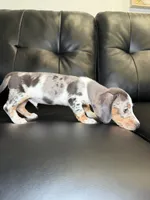 Shortie , a male Miniature Dachshund for sale in Chicago, IL – 3 of 5
