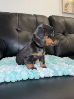 LH Venus , a female Miniature Dachshund for sale in Chicago, IL – 4 of 5