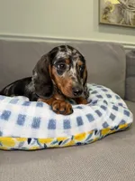 Ollie, a male Miniature Dachshund for sale in Chicago, IL – 3 of 3