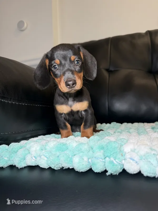 Knight  – Miniature Dachshund puppy for sale in Chicago, IL
