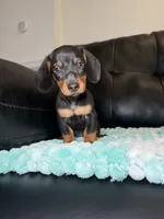 Knight , a male Miniature Dachshund for sale in Chicago, IL – 1 of 3
