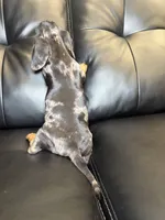 Silver , a male Miniature Dachshund for sale in Chicago, IL – 4 of 4