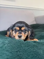 Harrison , a male Cavalier King Charles Spaniel for sale in Chicago, IL – Photo 2 of 4