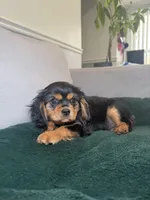 Harrison , a male Cavalier King Charles Spaniel for sale in Chicago, IL – Photo 3 of 4