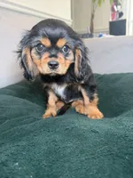 Harrison , a male Cavalier King Charles Spaniel for sale in Chicago, IL – Photo 4 of 4