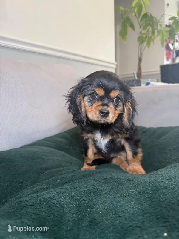 Harrison , a male Cavalier King Charles Spaniel for sale in Chicago, IL – Photo 1 of 4