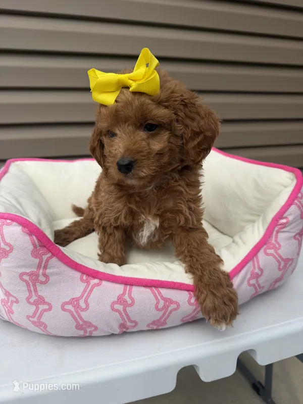 Lady  – Miniature Goldendoodle puppy for sale in Chicago, IL