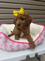 Lady , a female Miniature Goldendoodle for sale in Chicago, IL – 1 of 3