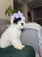 Dora, a female Poodle - Toy  for sale in Chicago, IL – Photo 4 of 4