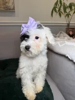 Dora, a female Poodle - Toy  for sale in Chicago, IL – Photo 2 of 4