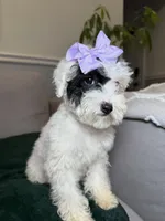 Dora, a female Poodle - Toy  for sale in Chicago, IL – Photo 1 of 4