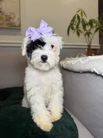 Dora, a female Poodle - Toy  for sale in Chicago, IL – Photo 3 of 4