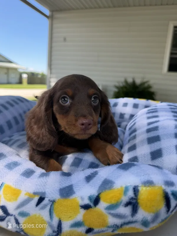 Lucious  – Miniature Dachshund puppy for sale in Chicago, IL