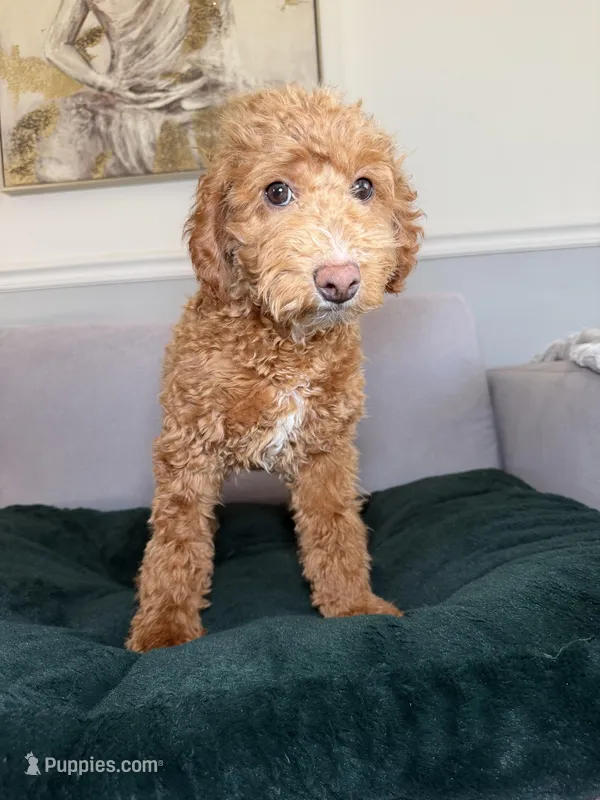 Red – Poodle - Miniature  puppy for sale in Chicago, IL