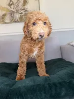 Red, a male Poodle - Miniature  for sale in Chicago, IL – Photo 1 of 3