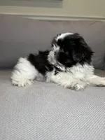 Jessie , a female Shih Tzu for sale in Chicago, IL – 3 of 3