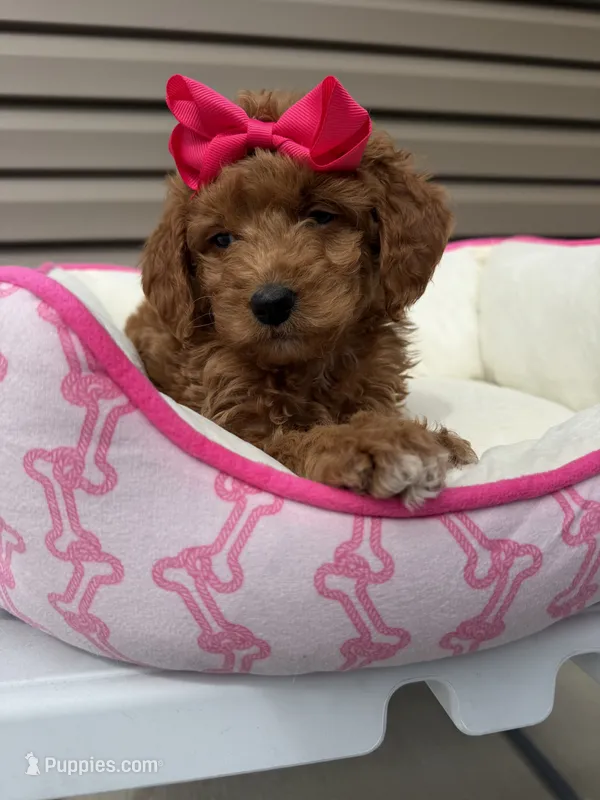 Daphnia  – Miniature Goldendoodle puppy for sale in Chicago, IL