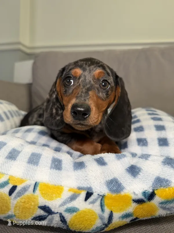 Oskar – Miniature Dachshund puppy for sale in Chicago, IL