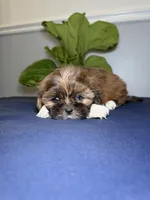 Seven , a male Shih Tzu for sale in Chicago, IL – 4 of 4