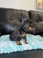LH Venus , a female Miniature Dachshund for sale in Chicago, IL – 5 of 5