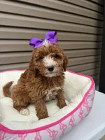 Darla , a female Miniature Goldendoodle for sale in Chicago, IL – 3 of 4